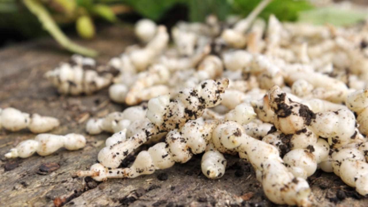 Tuberina: che cosa sapere sul carciofo cinese