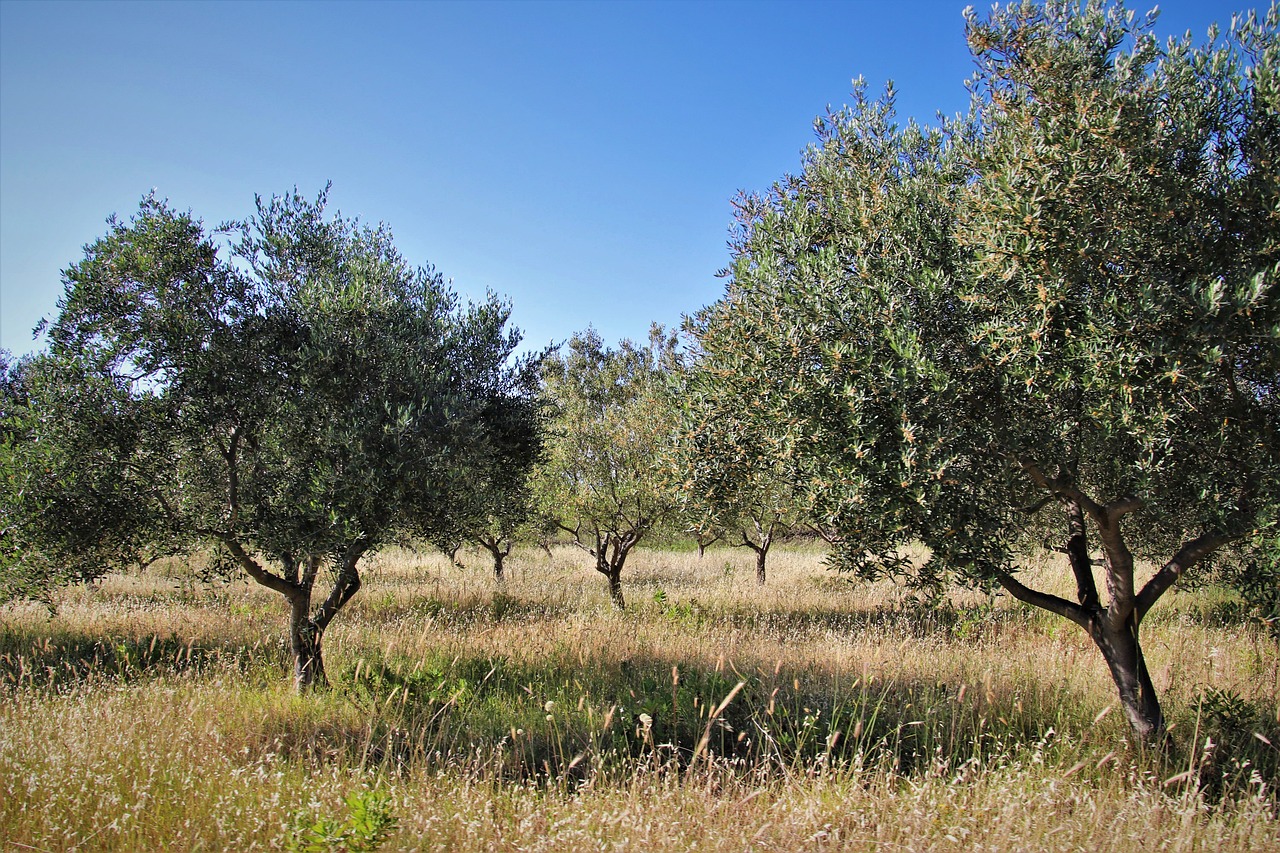 Uliveto: alberi di ulivo