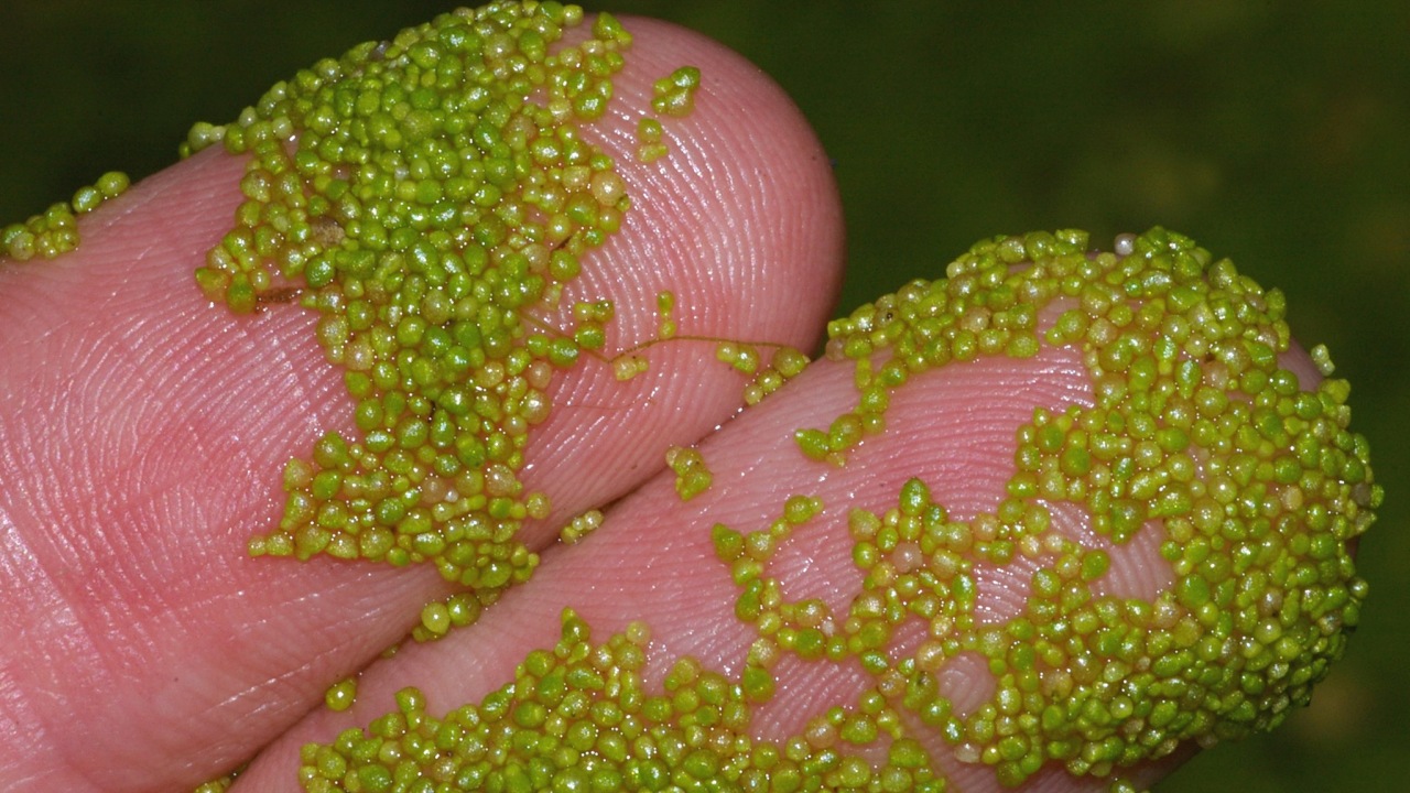 Wolffia globosa: la pianta più piccola del mondo