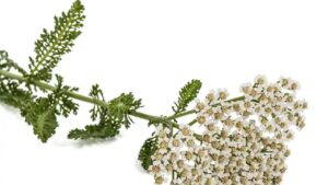 Achillea: un alleato erboristico senza tempo con incredibili benefici per la salute