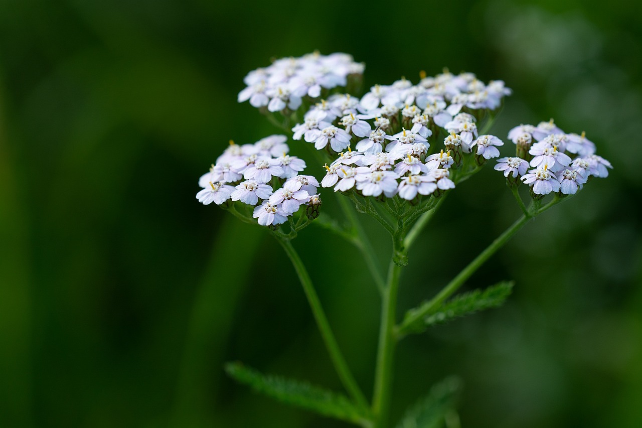 achillea bianca