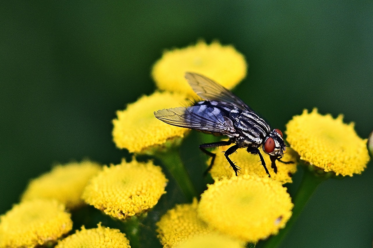 achillea gialla