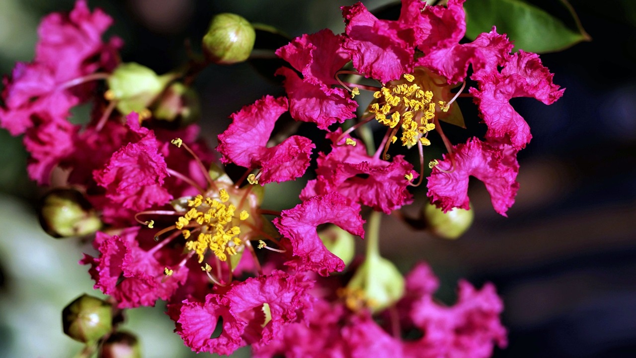 albero giove fiori