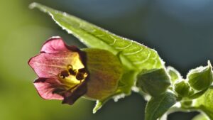 Belladonna: come riconoscere ed estirpare dal giardino questo fiore bello, ma velenoso