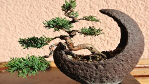 Dove collocare in casa i bonsai per non sbagliare?