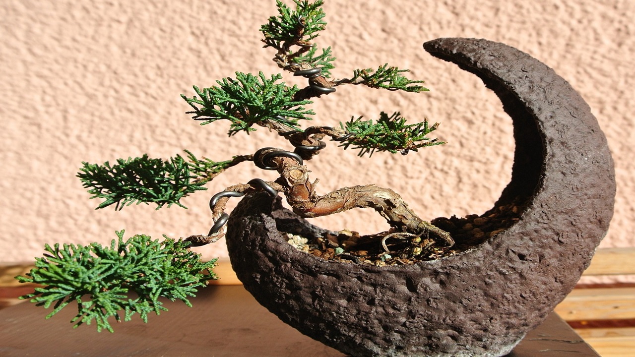 bonsai