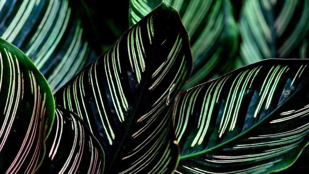 calathea ornata