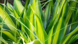 Dracena fragrans: come coltivare e prendersi cura del tronchetto della felicità