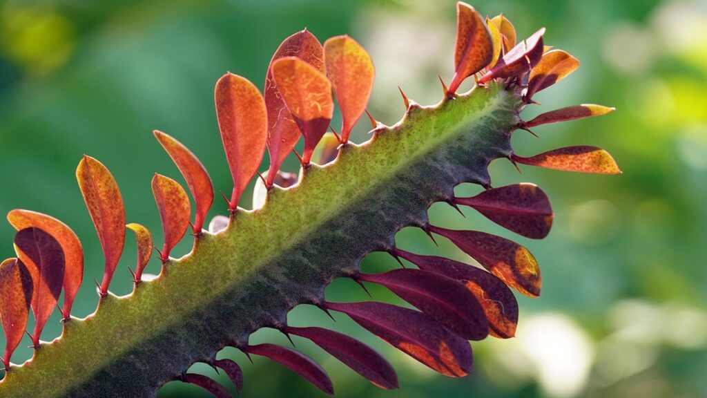 Euphorbia trigona malata? Alcune possibili cause