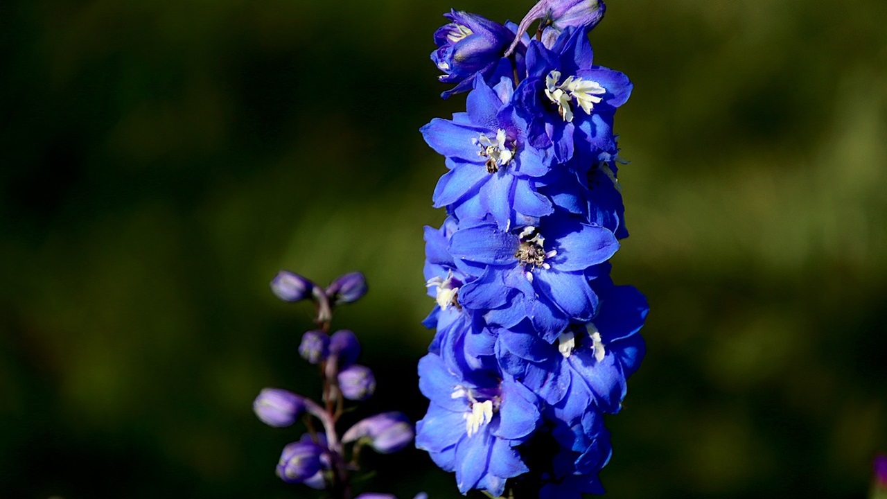 fiori alti delfinio