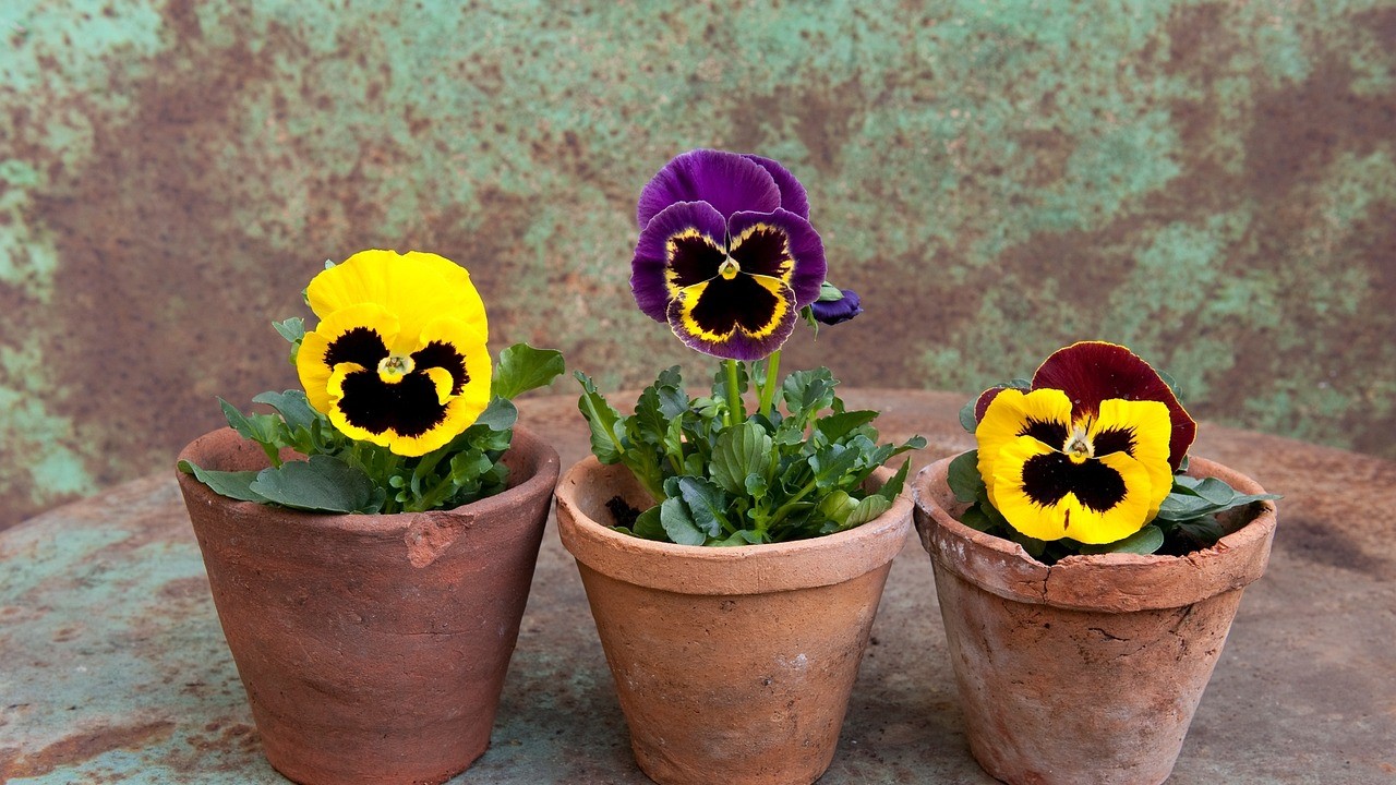 fiori autunnali da balcone