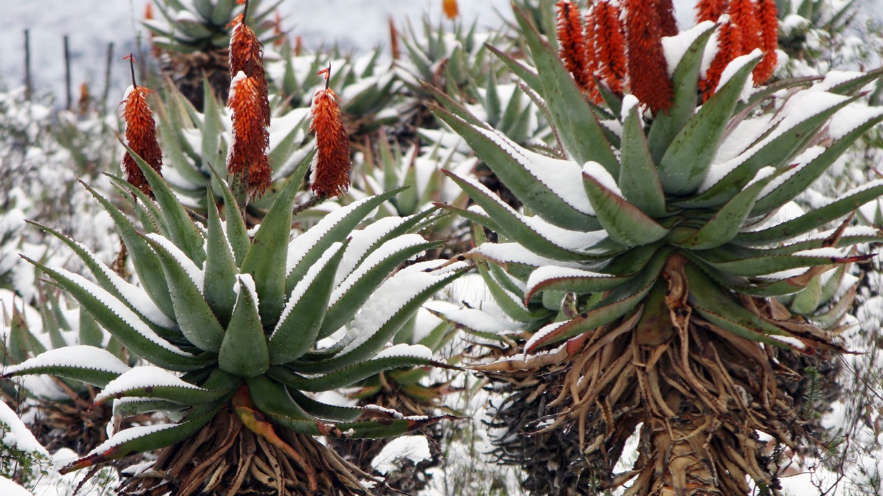 fiorire aloe