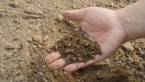 Fosfato di roccia naturale tenero: cos’è e come si usa nel giardinaggio