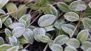 Cose da NON fare in giardino dopo la prima gelata