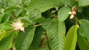 Foglie di guava: vi sveliamo alcuni incredibili benefici