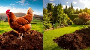 Letame di pollo, sì o no per fertilizzare il giardino? La risposta ti sorprenderà