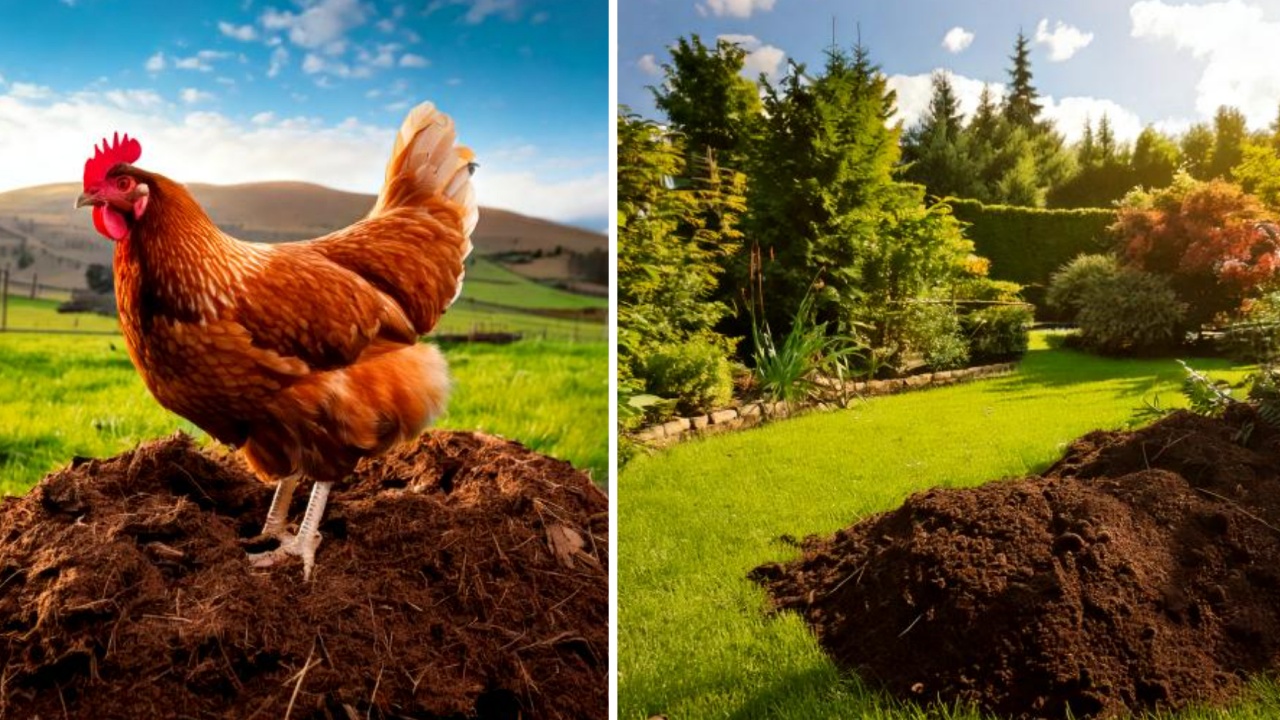 pollo e giardino