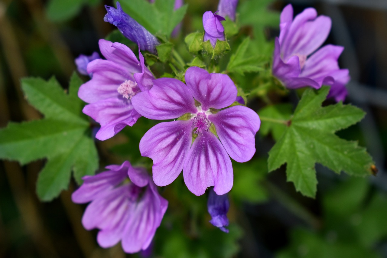 fiori di malva nana