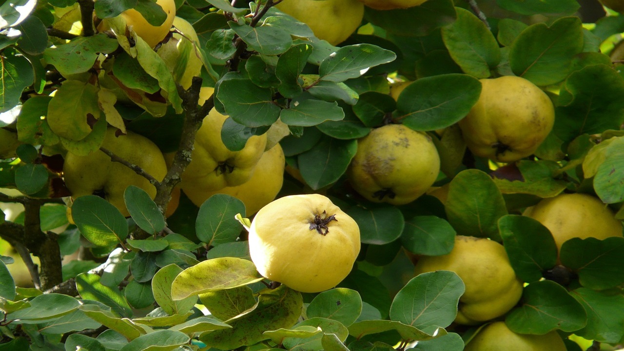 mele cotogne marmellata