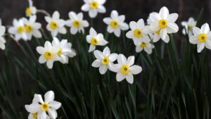 Narciso, il fiore del mito: le caratteristiche principali di questo fiore, cura e significato