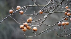 Albero di nespole, coltivazione e proprietà di un vero tesoro della natura