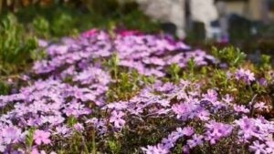 Cosa fare con i phlox striscianti in autunno: come tagliare e dividere