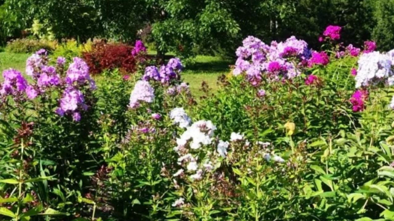 phlox fiorito