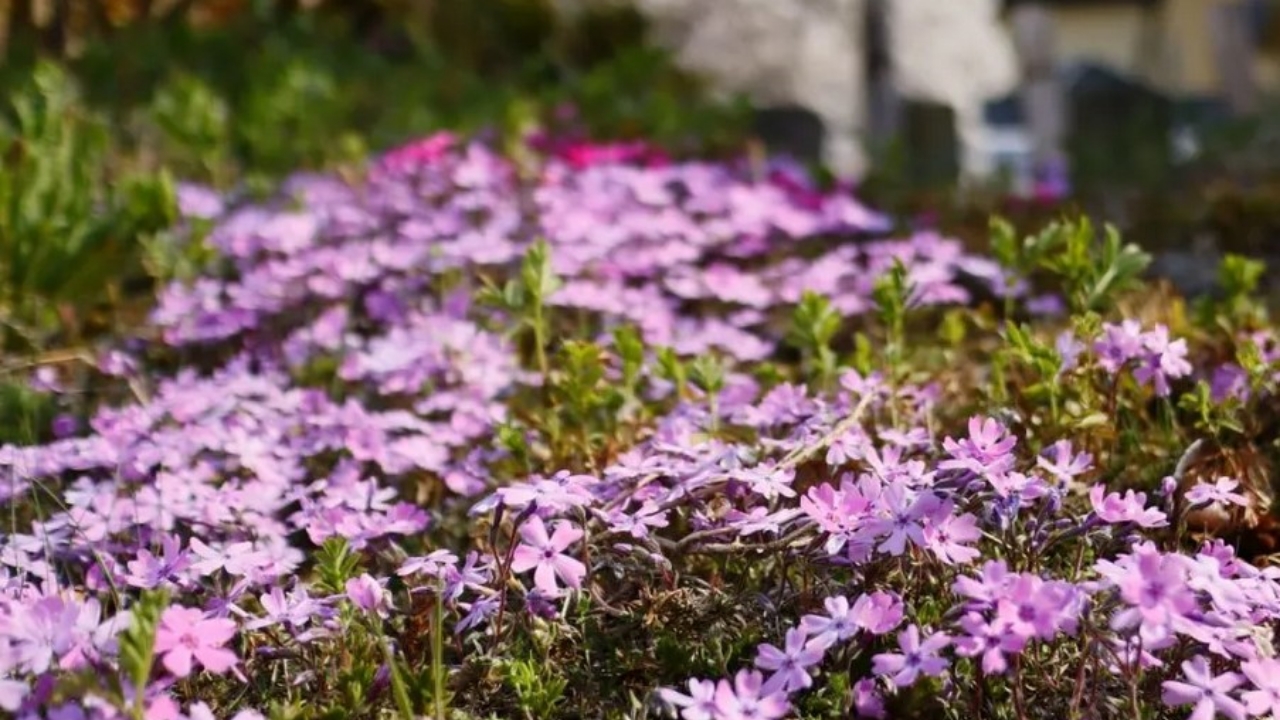 fiori di phlox