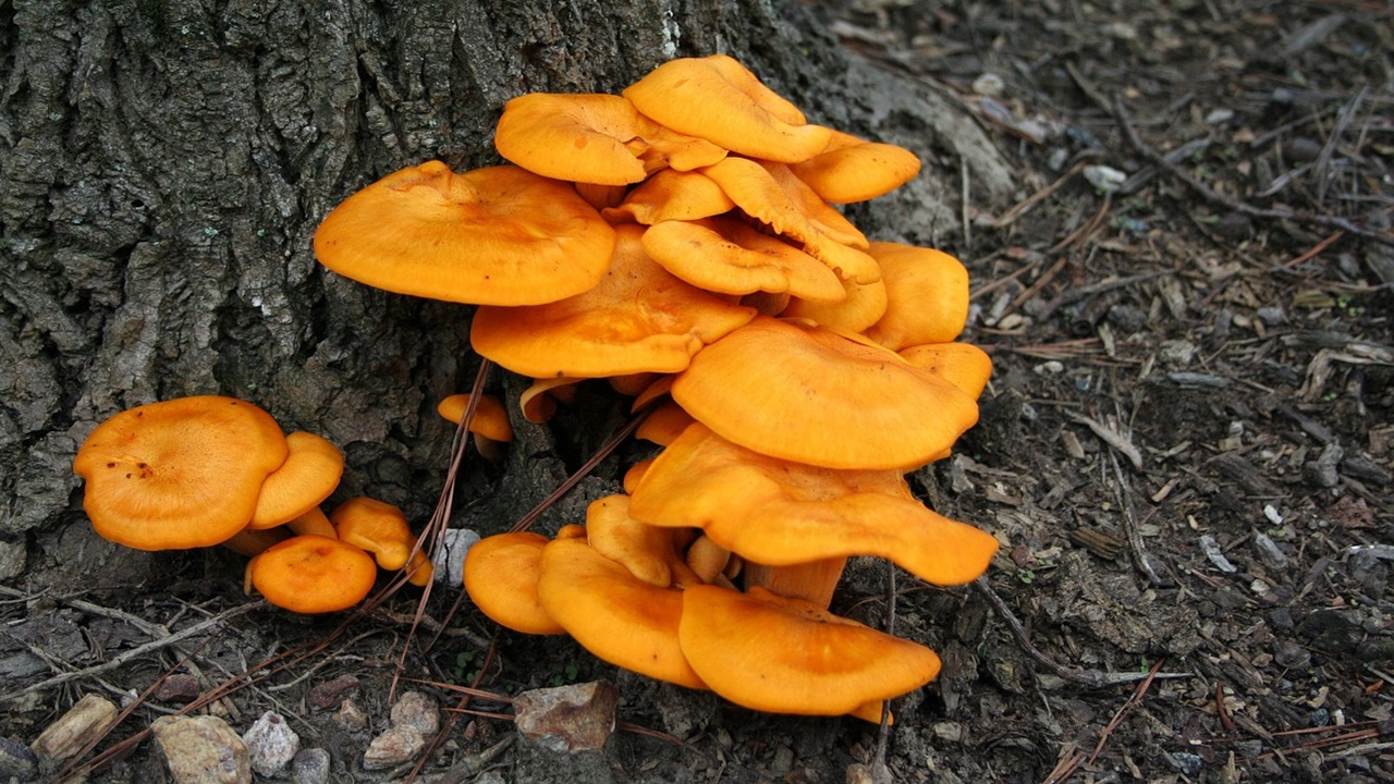 piante halloween, Omphalotus olearius