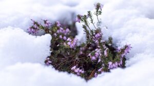 Non fate questi errori se volete far sopravvivere le piante all’inverno