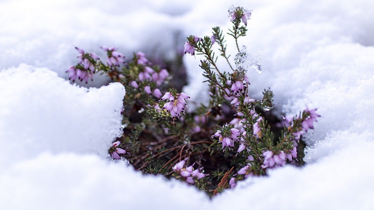 piante inverno