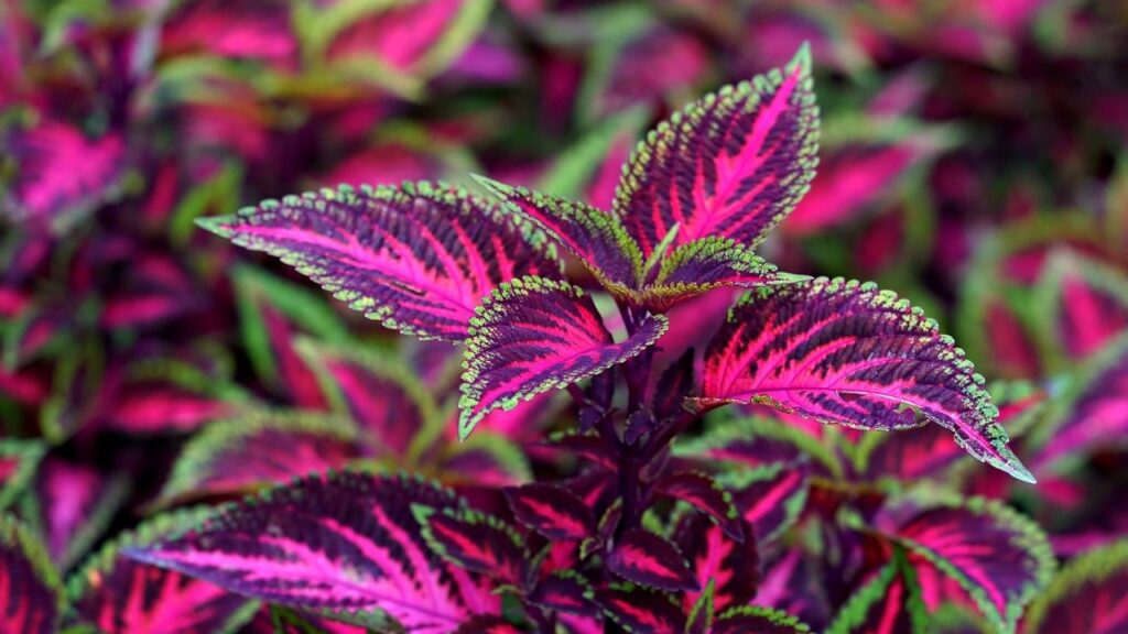 piante perenni colorate coleus