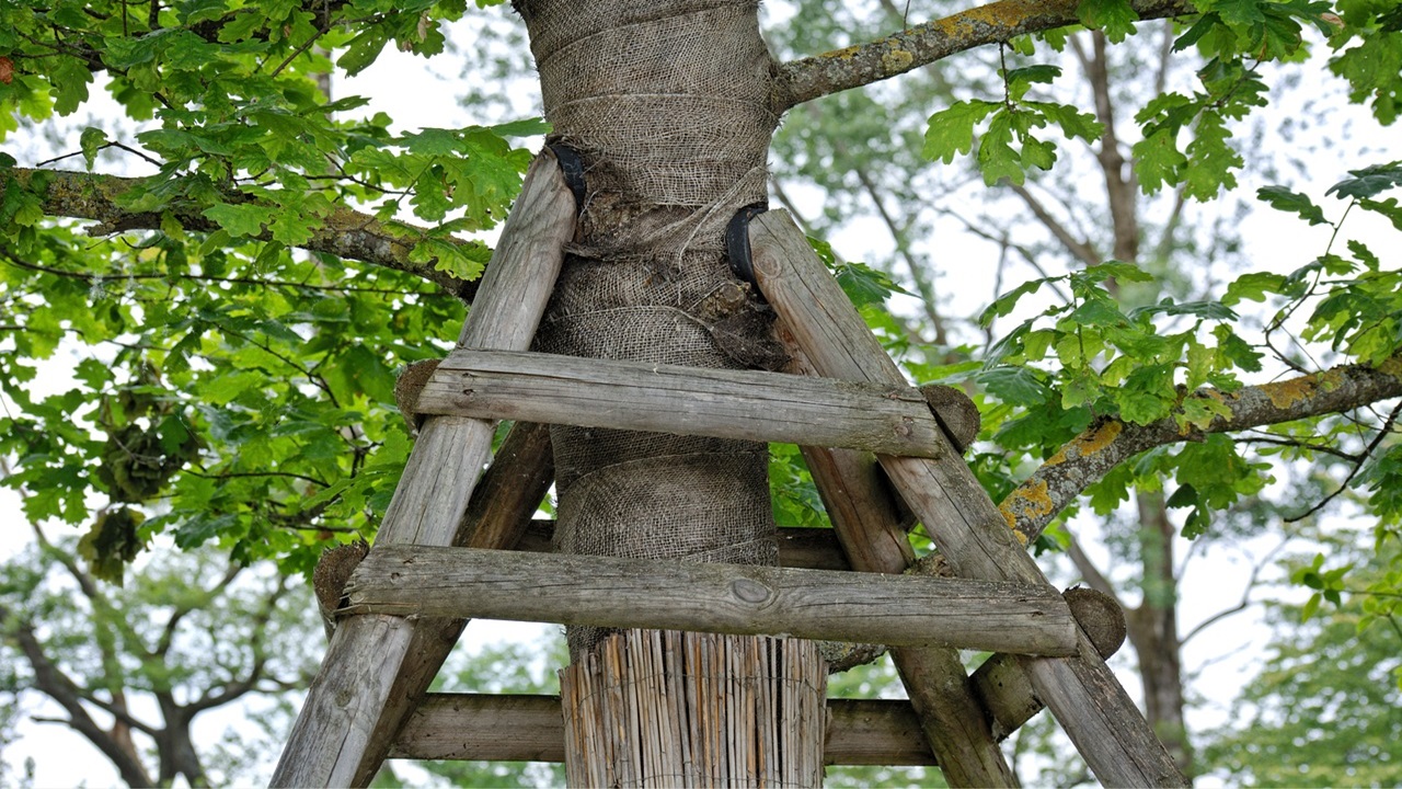 picchettare albero