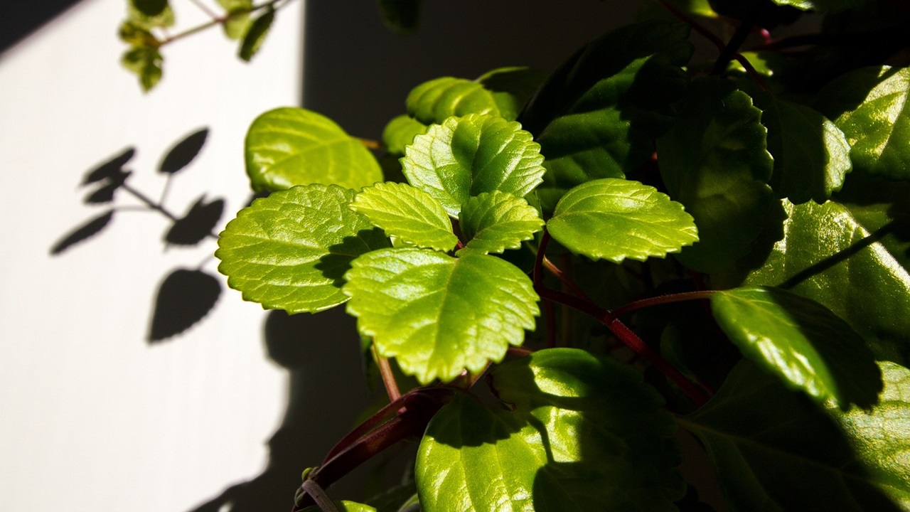 plectranthus pianta incenso