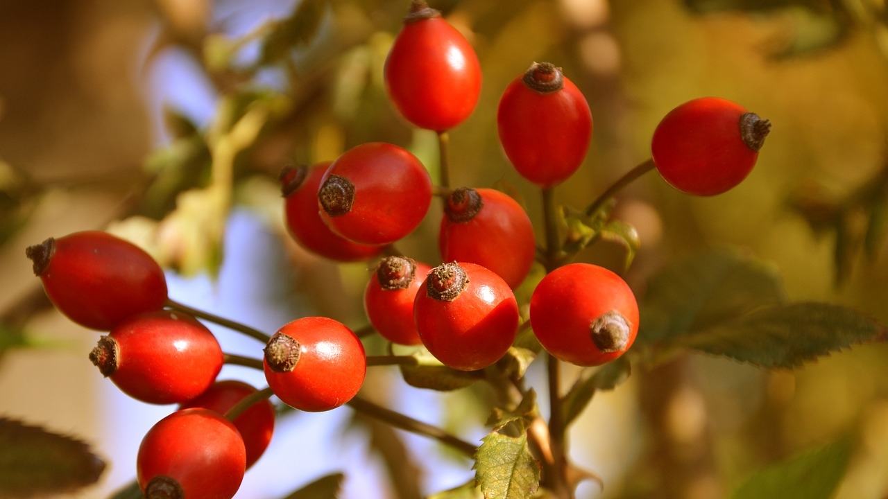 pianta di rosa canina