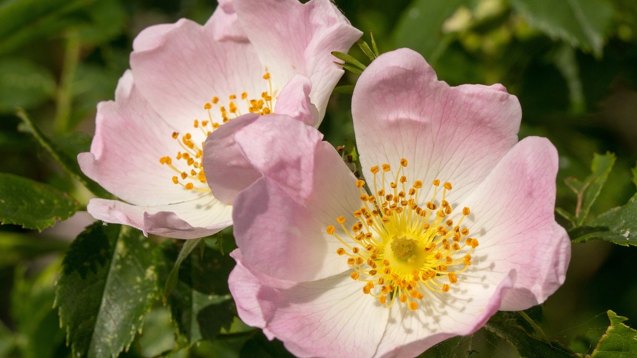 fiori di rosa canina