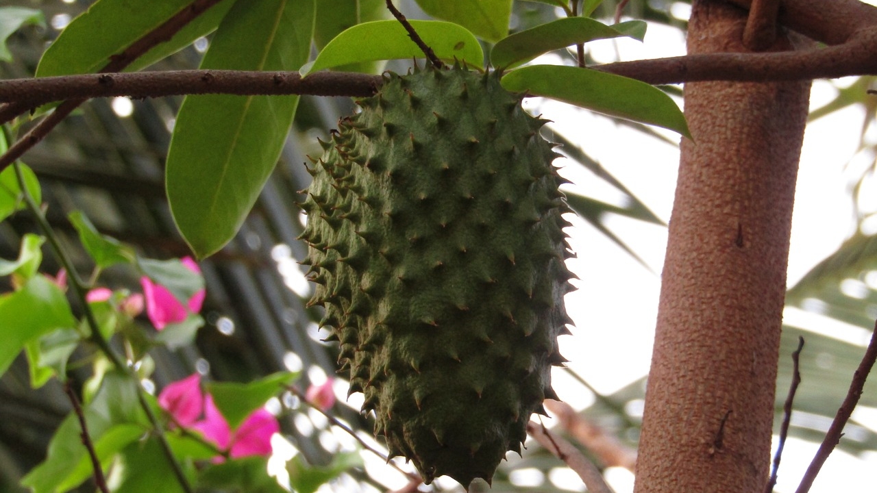 pianta di soursop