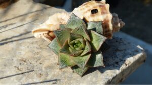 Orbea Variegata: la pianta con i fiori a forma di stella