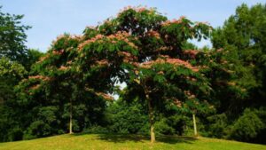 Acacia di Costantinopoli: il tocco delicato e raffinato per il tuo giardino fiorito