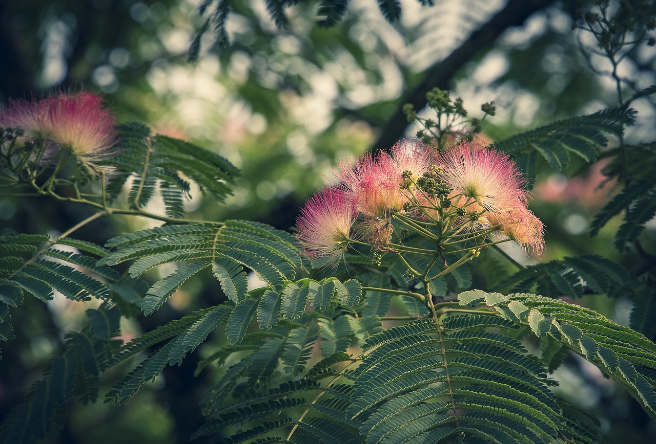 Acacia di Costantinopoli: l'ideale per il tuo giardino