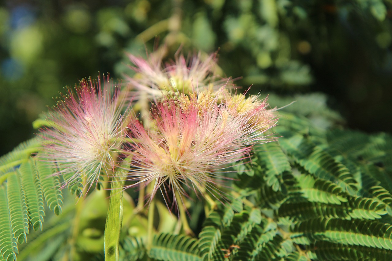 Acacia di Costantinopoli: l'ideale per il tuo giardino