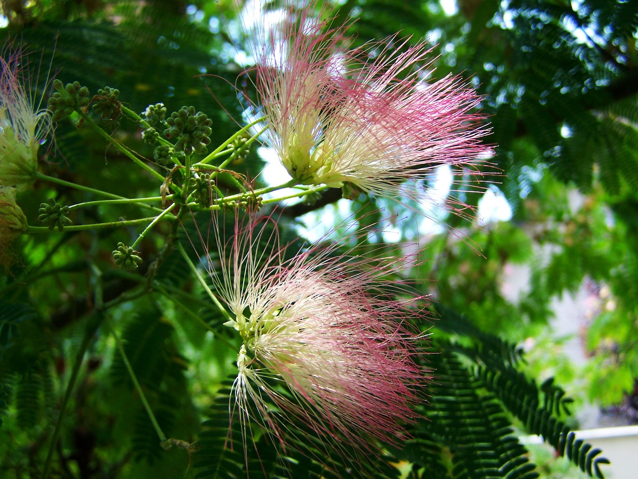 Acacia di Costantinopoli: l'ideale per il tuo giardino