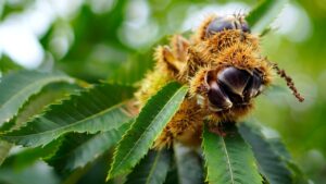 L’albero di castagno è un vero dono della natura: dai suoi frutti alle foglie, fino alla corteccia, ogni parte può essere utilizzata in modo sorprendente