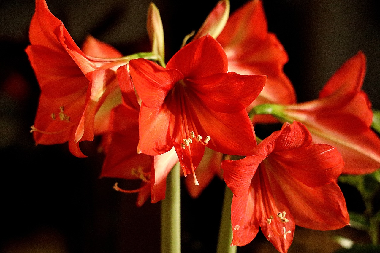 Amaryllis: una pianta perfetta per il periodo Natalizio