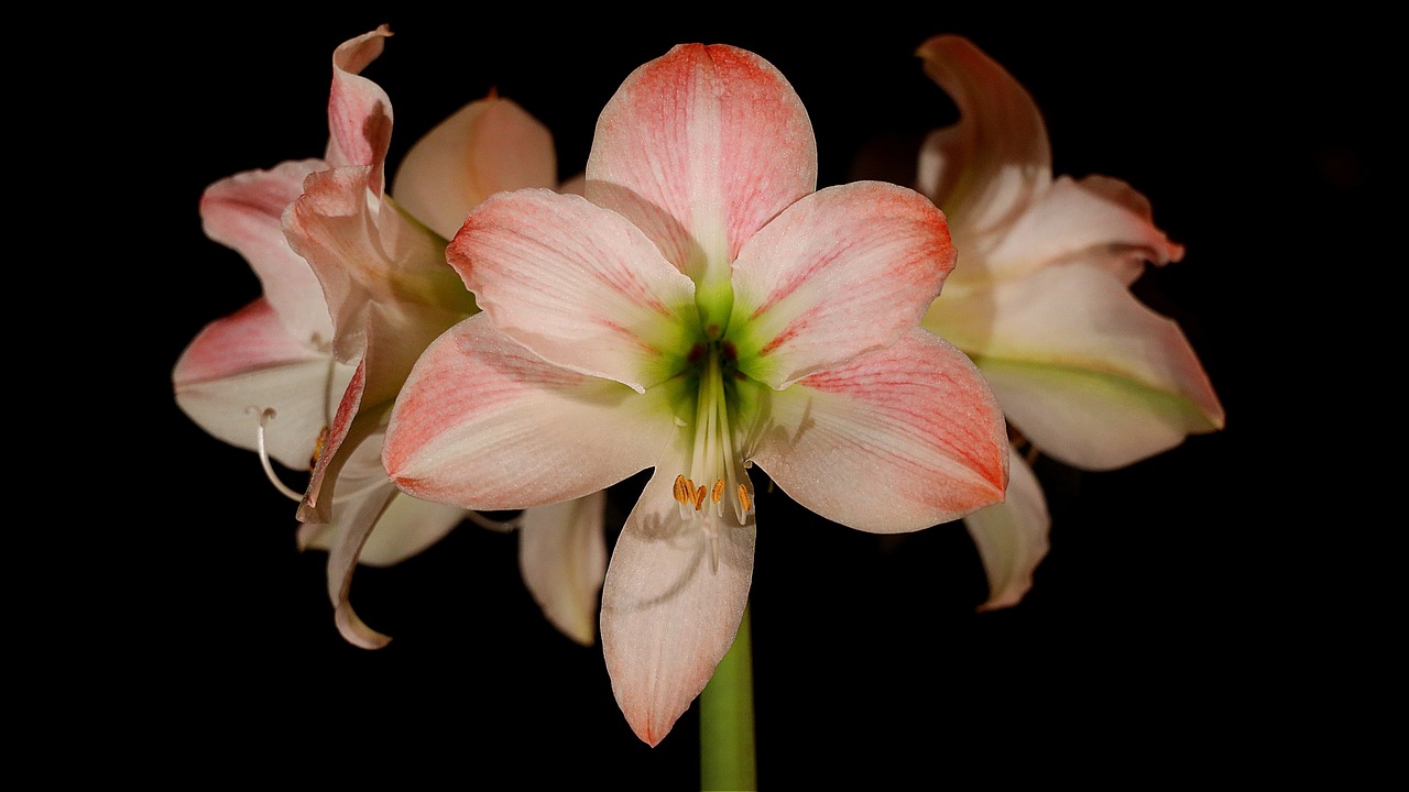 Amaryllis: una pianta meravigliosa