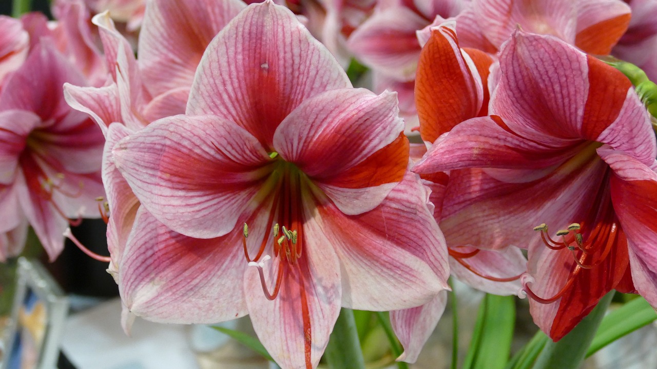 Amaryllis: pianta con fioritura invernale 