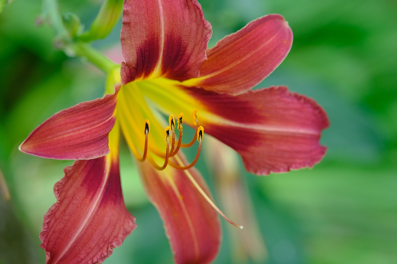 Amaryllis: pianta tropicale