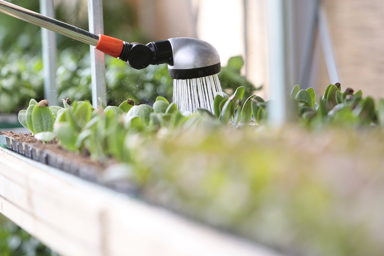 Annaffiare le piante: ecco come deve essere il terreno