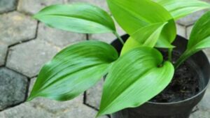 Aspidistra: il regalo ideale per chi ama le piante facili e resistenti