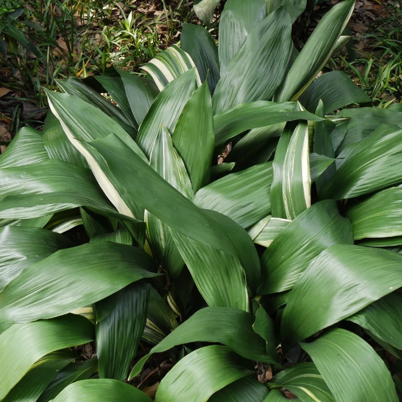 Aspidistra: Facile da coltivare